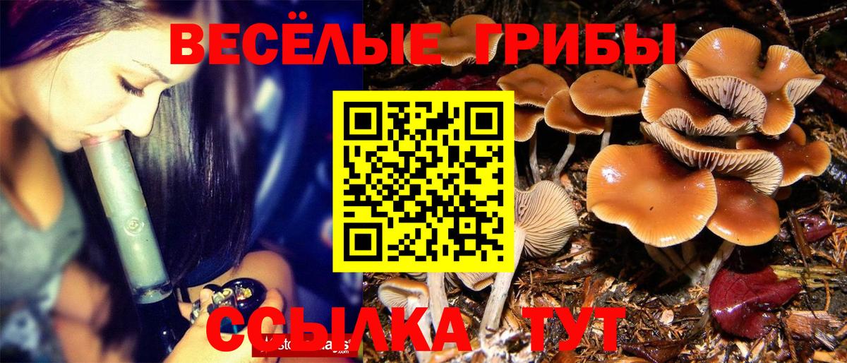 Кимры  Галлюциногенные грибы Cubensis  Вход с VPN 
